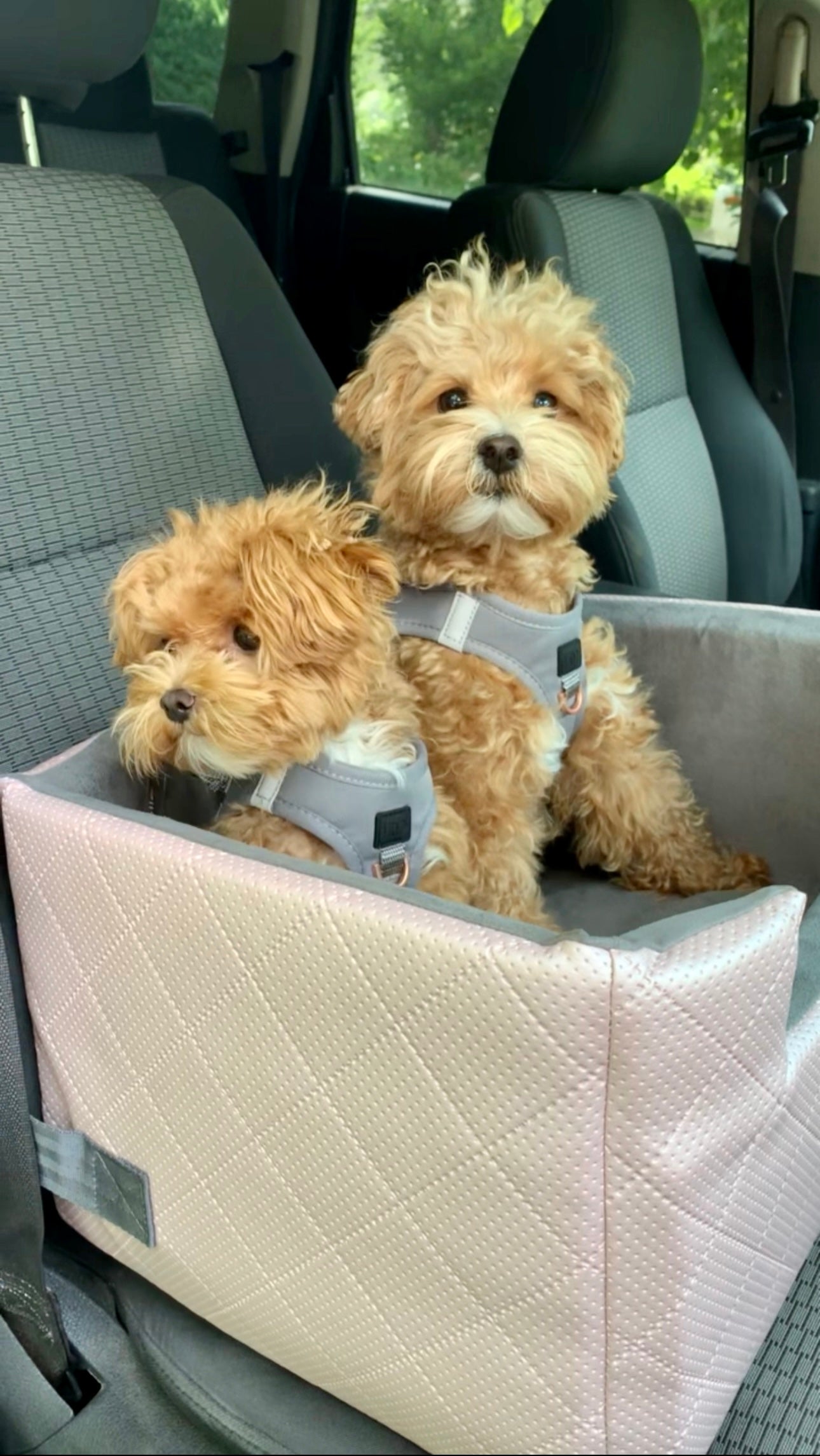 Stress-Free Spring Adventures: Essential Dog Accessories for Dog Parents