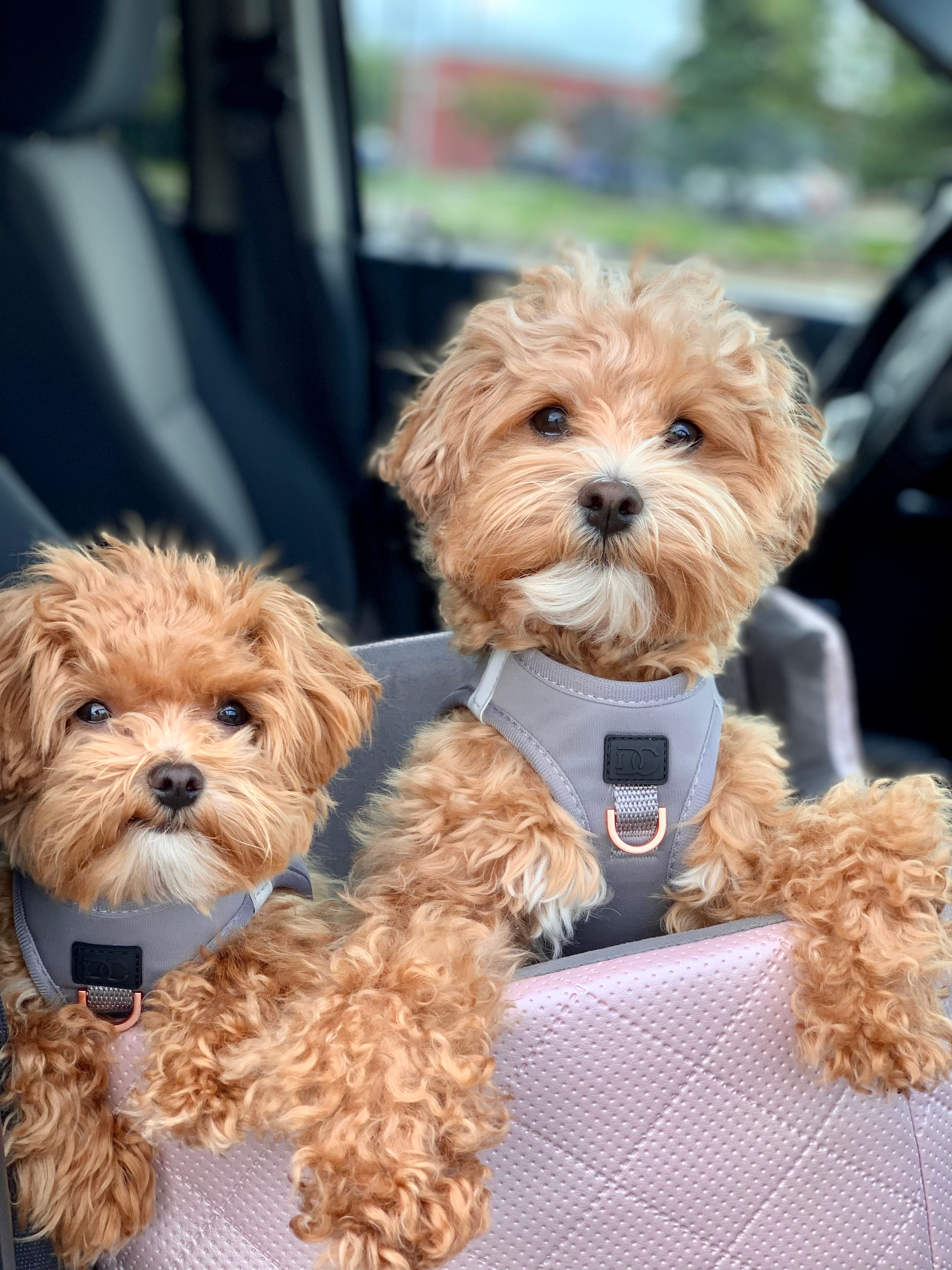 Dog-Friendly Car Hacks: Create a Safe and Comfortable Travel Space for Your Pup
