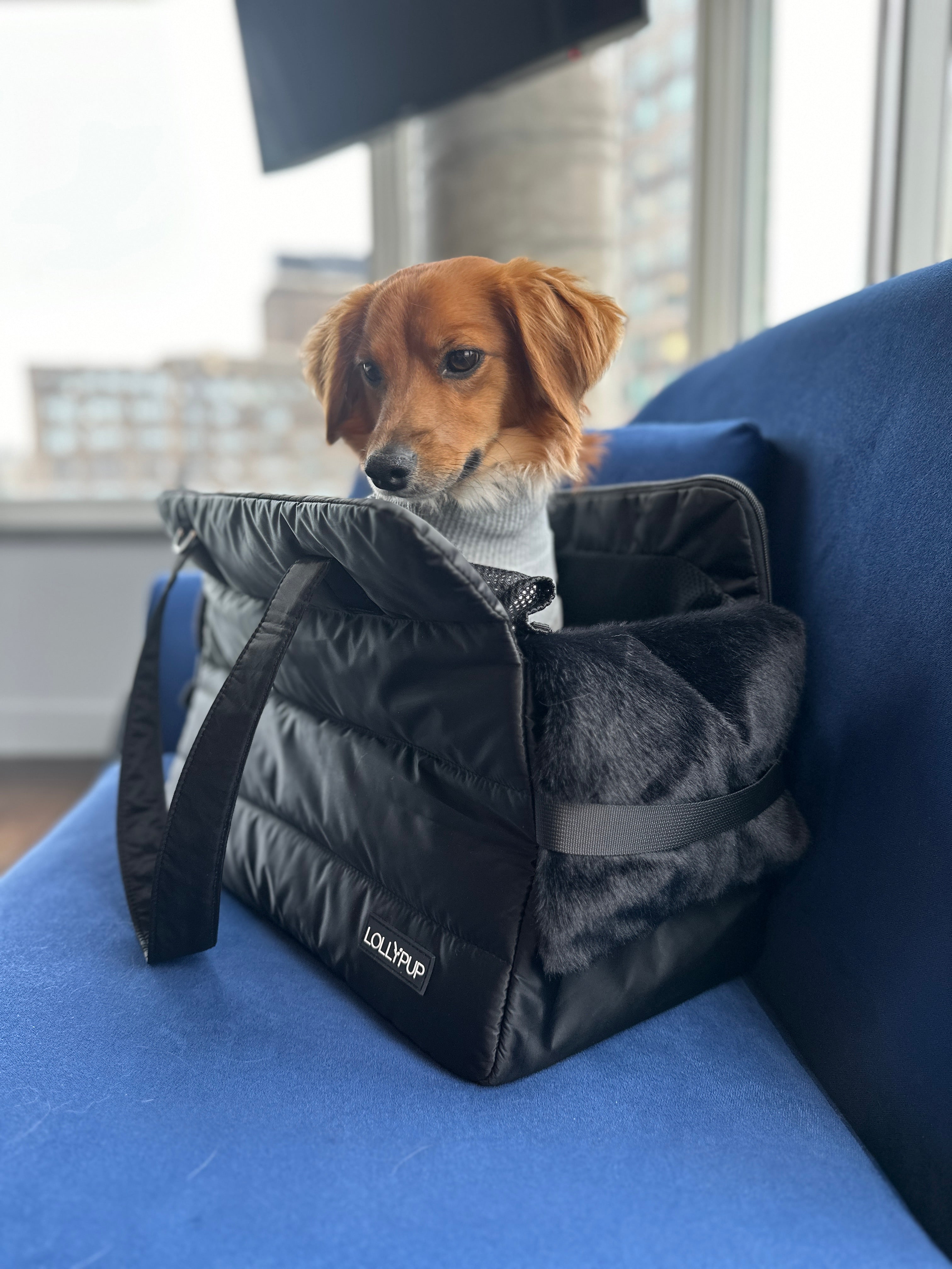 small dog inside a comfortable pet carrier from LollyPup