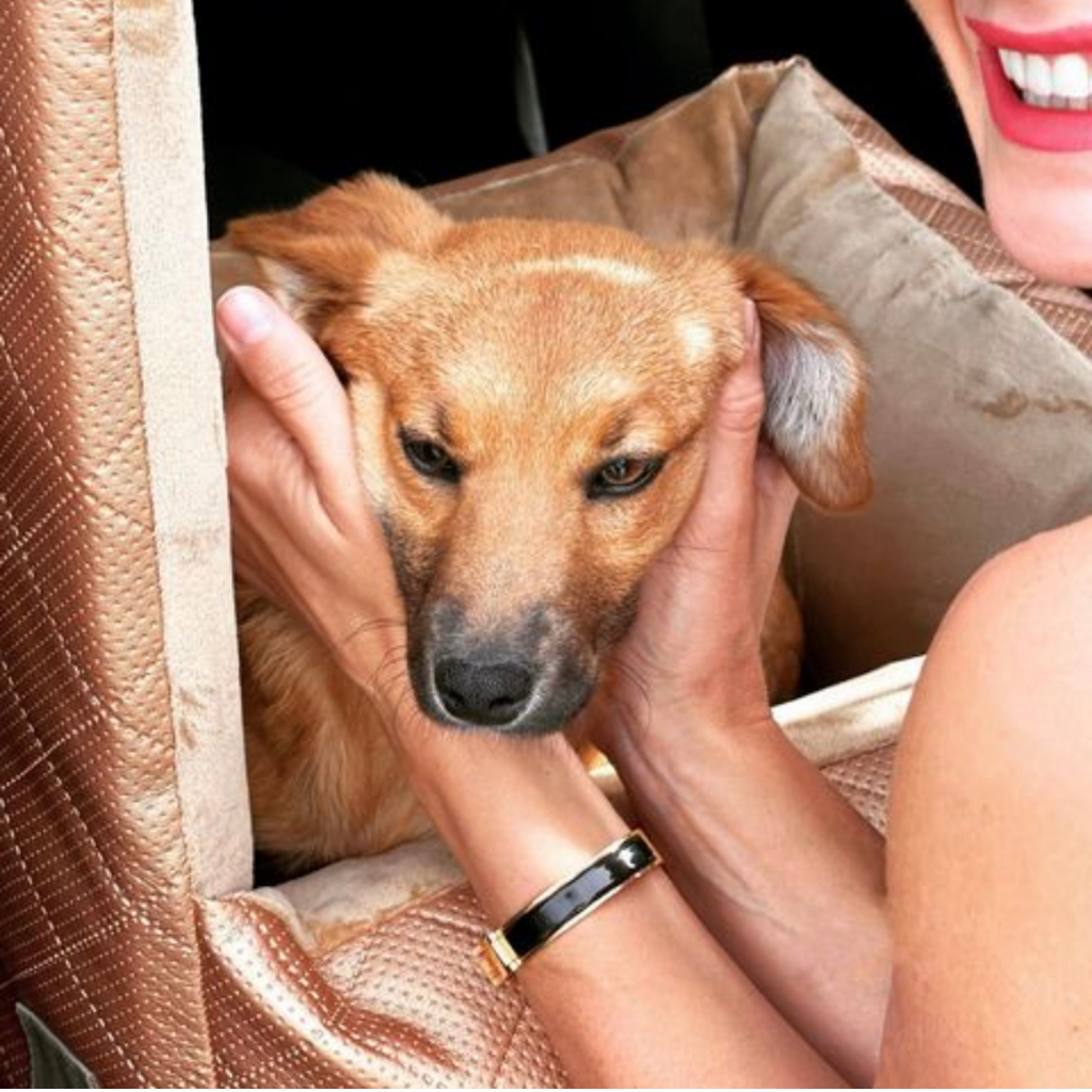 Dog sitting comfortably in a LollyPup pet car seat, secured with a passenger seat belt and two safety straps attached to the harness.
