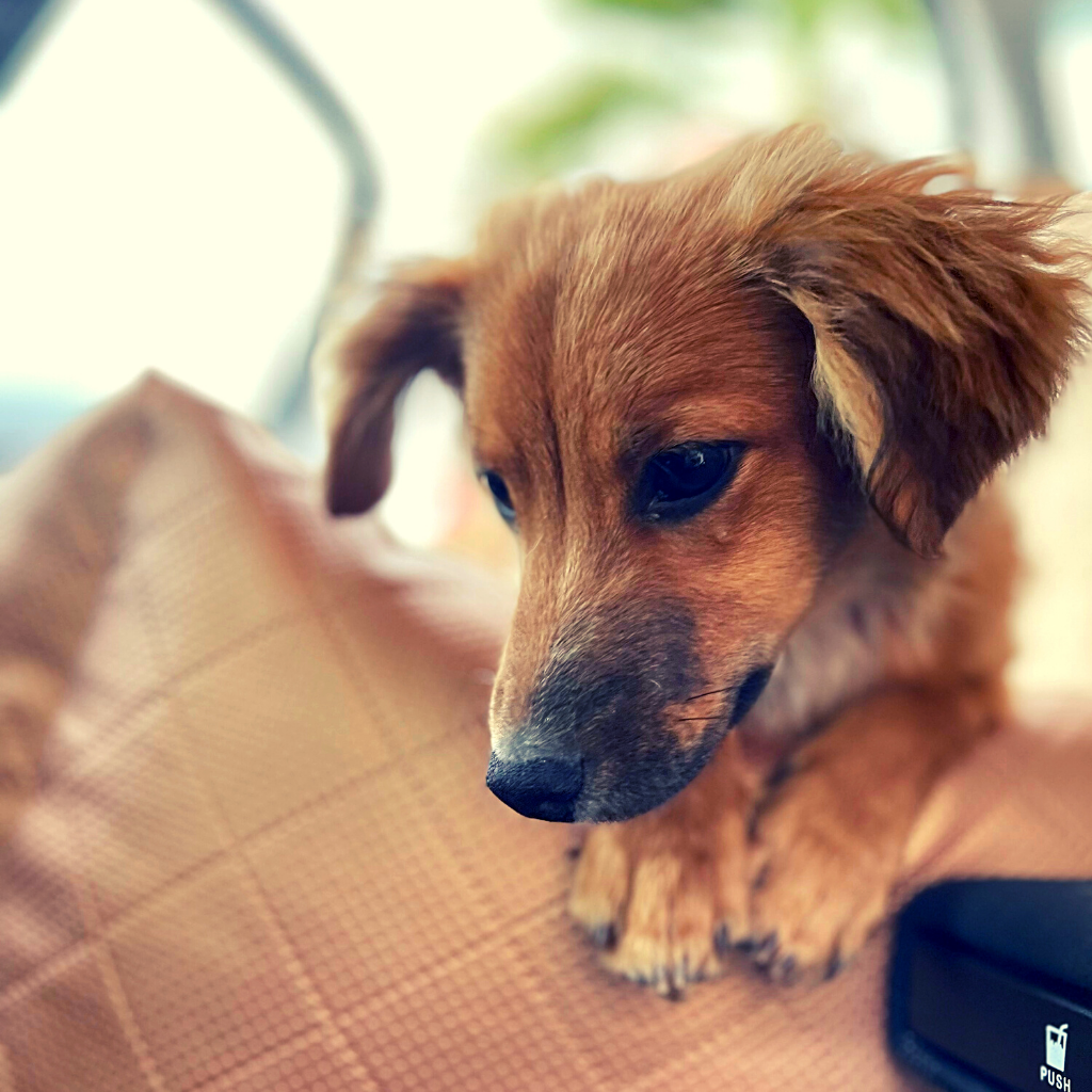 adorable puppy sitting comfortably in a LollyPup car seat The car seat is securely fastened to the car's back seat, providing both comfort and safety for the furry passenger.