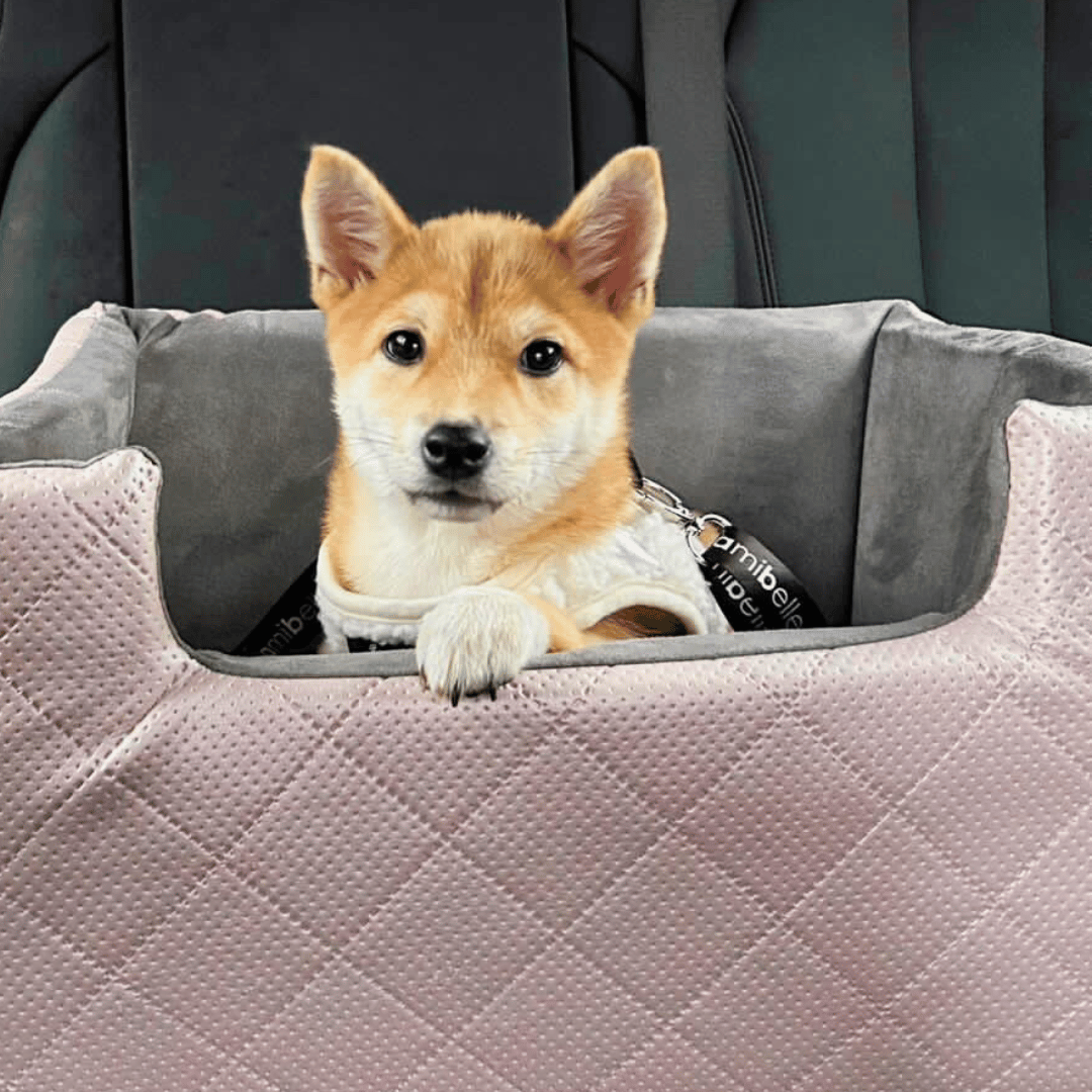 small puppy in a car inside his comfortable lollypup pet car seat