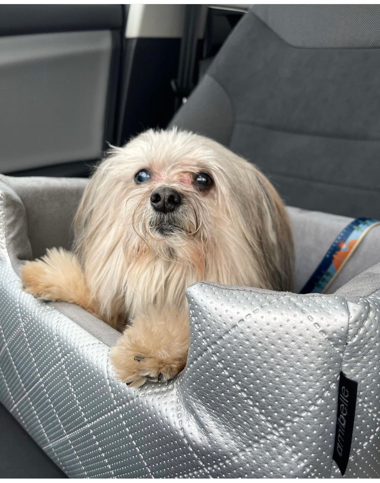 Improve Your Dog's Joint Health: From Daily Walks to Pet Car Seats and Beyond!