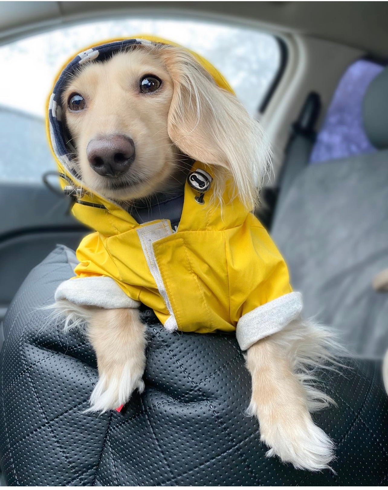 happy dog in a pet car seat from lollypup secured on a passenger seat in a car