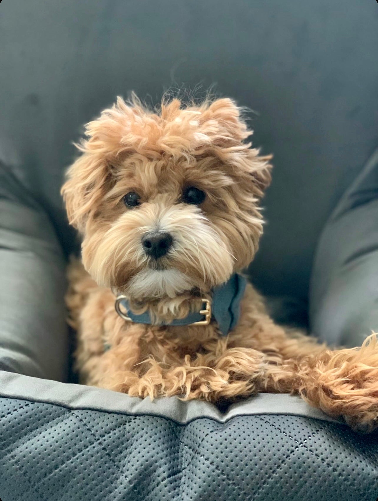 happy dog sitting in a booster pet car seat from lollypup