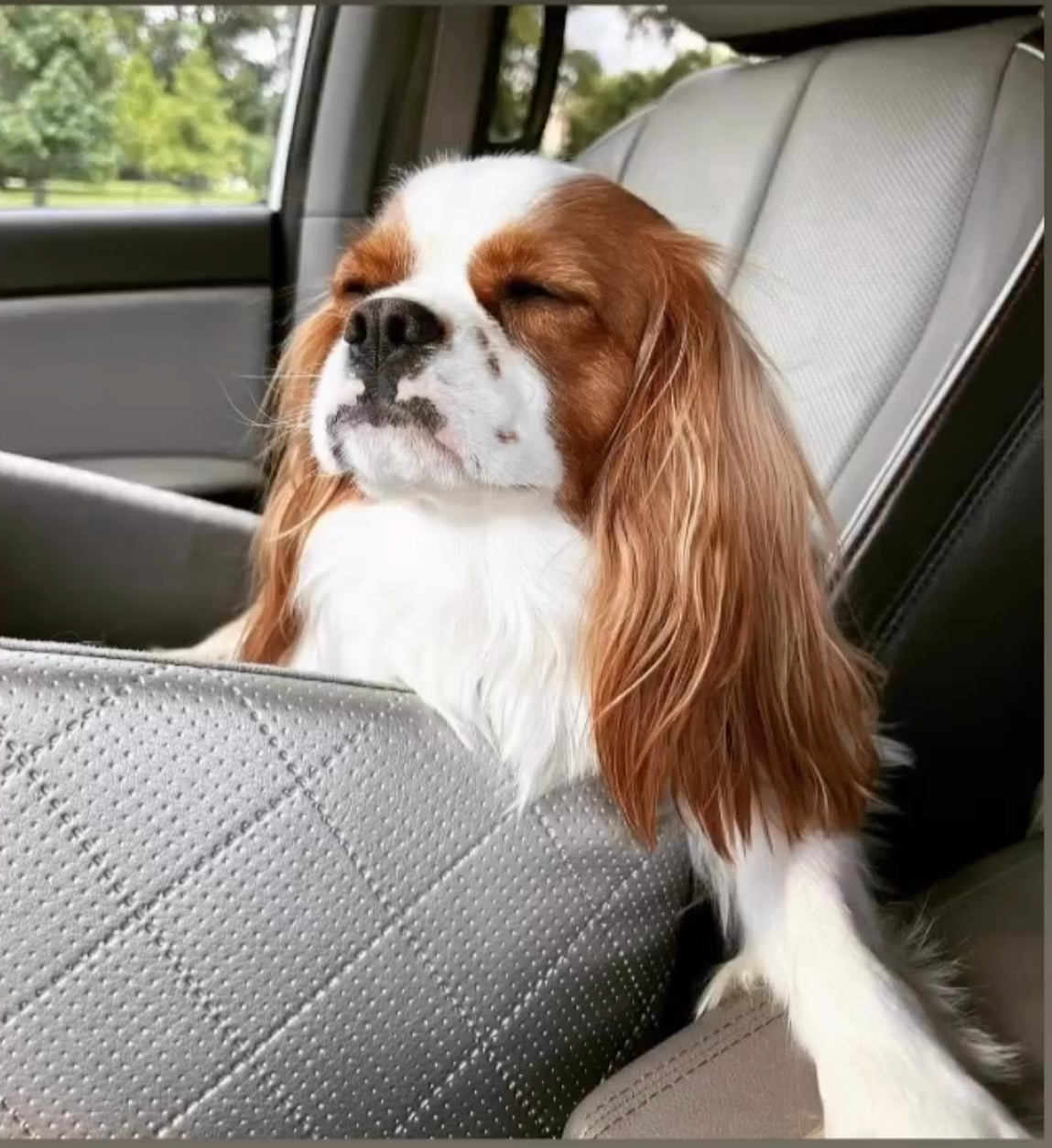 small dog relaxing in his lollypup pet booster car seat while on a car ride with his dog owner