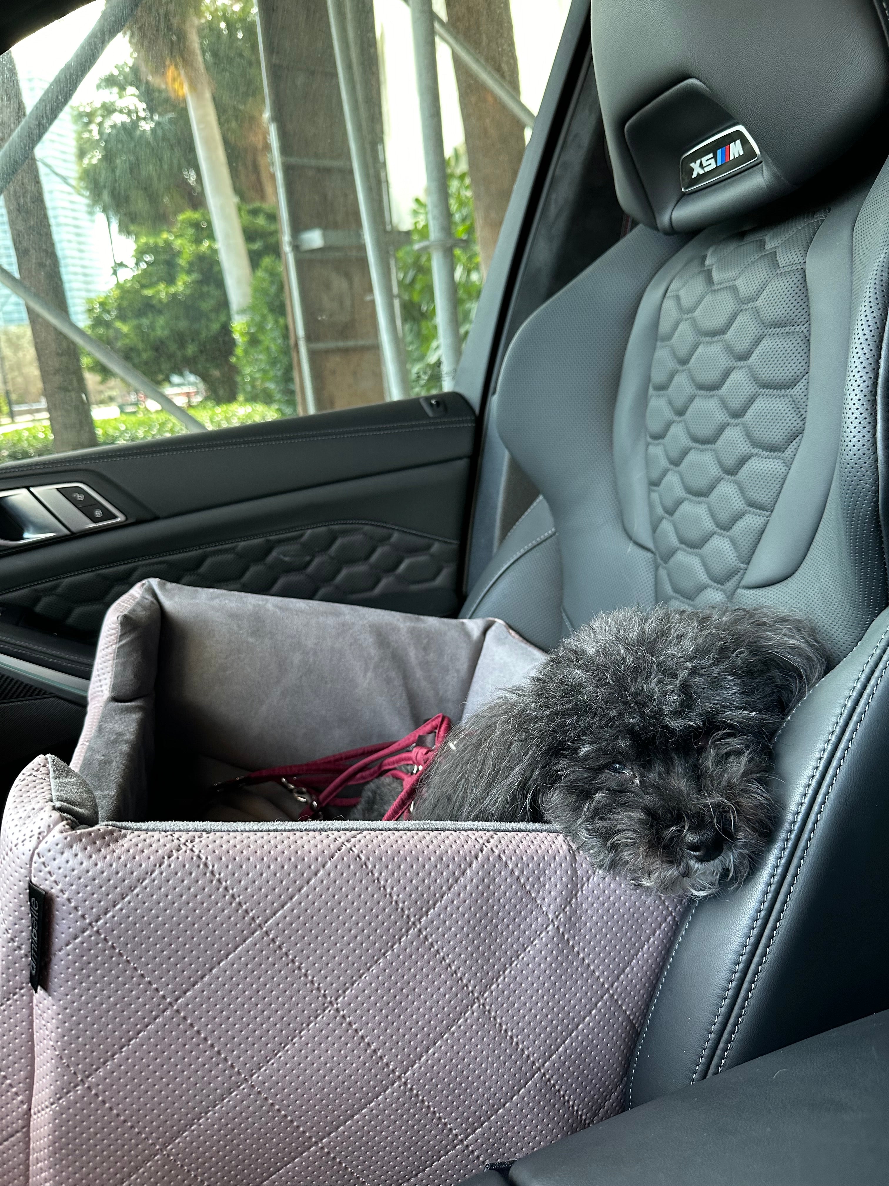 calm dog in LollyPup pet car seat going on a car ride
