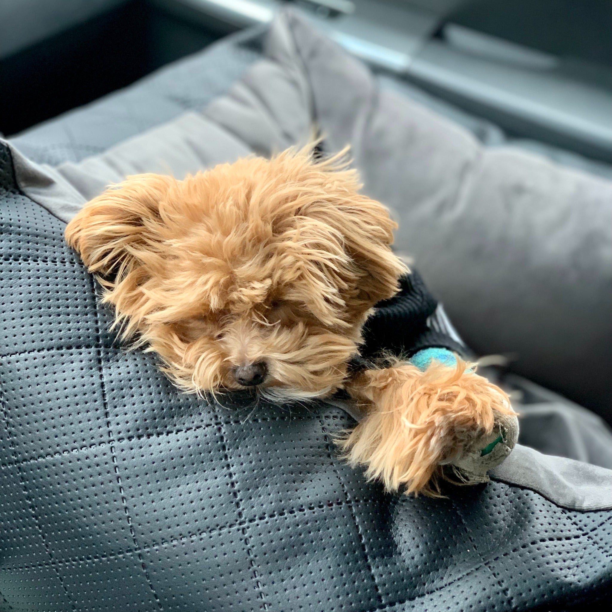 calm puppy sleeping in LollyPup pet car seat
