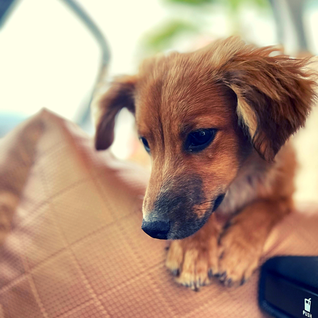 adorable puppy sitting comfortably in a LollyPup car seat The car seat is securely fastened to the car's back seat, providing both comfort and safety for the furry passenger. 